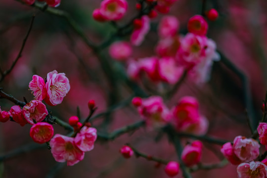 红梅花开