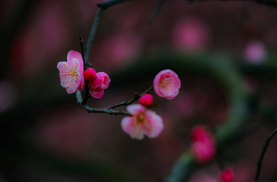 红梅花开