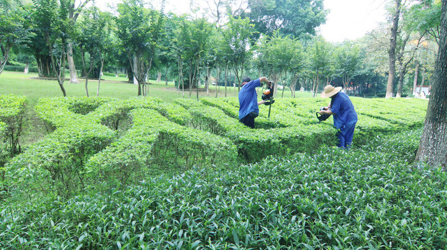 绿植保护维护树木修剪