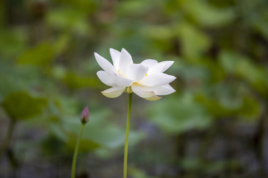 夏日荷花