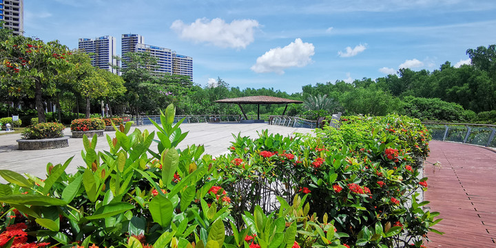 城市湿地风光