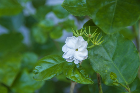 一朵茉莉花