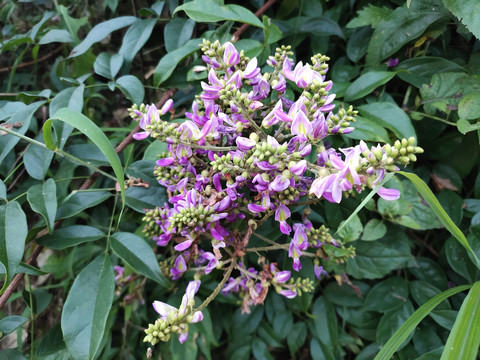 香花鸡血藤花