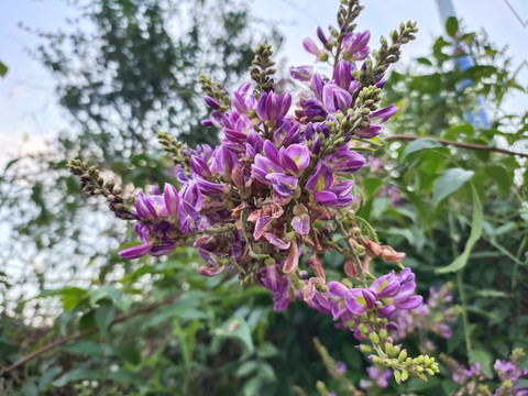 香花鸡血藤花特写