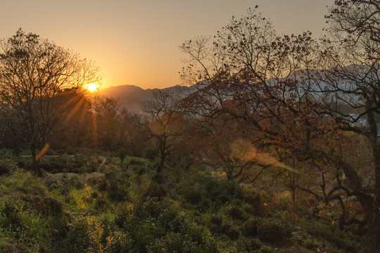 夕照秋天树林景色