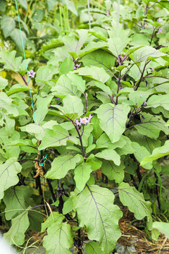 茄子种植