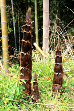 生长的竹笋
