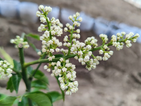 黄皮花