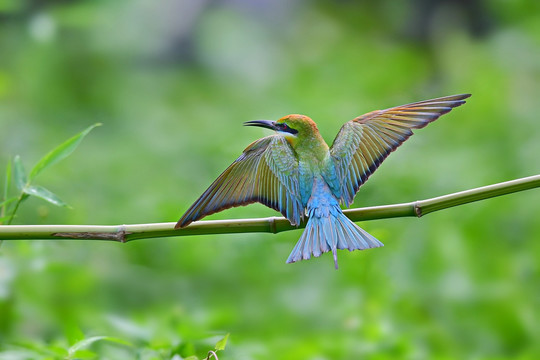 栗喉蜂虎