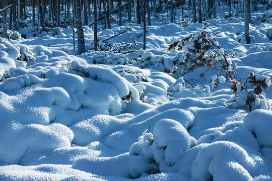 冬季原始森林雪景