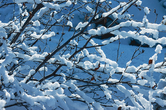 树枝挂雪