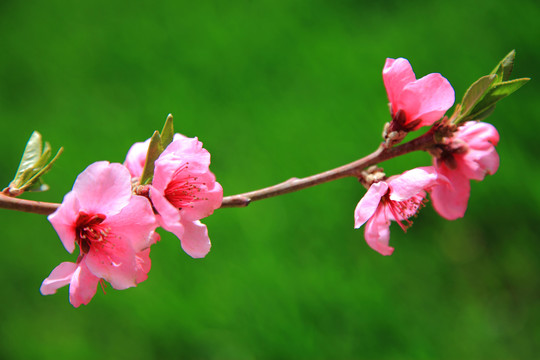 桃花枝俏