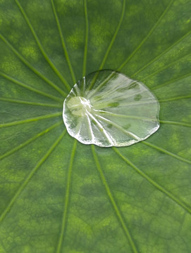 荷叶水珠雨天