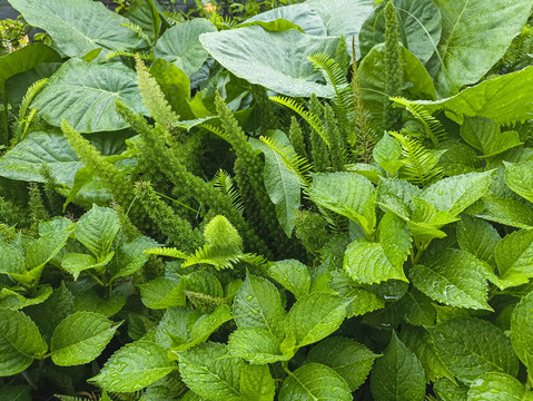 绿植小院雨天滴滴答