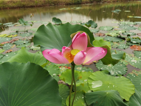 红色莲花特写