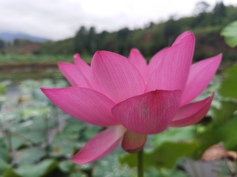 荷花荷叶特写