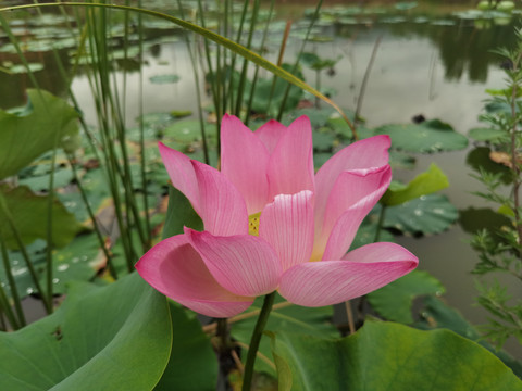 六月花神水中芙蓉意境荷花