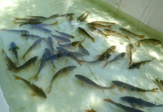 黄河鲤鱼养殖
