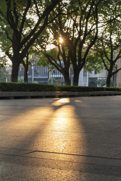 城市道路树林暖光