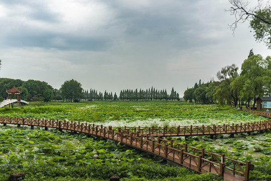 湖北洪湖荷花