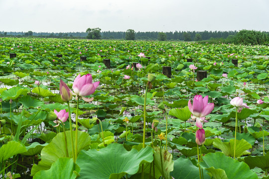 湖北洪湖荷花