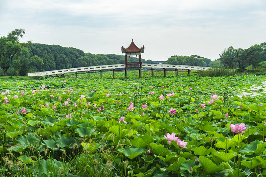 湖北洪湖荷花