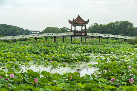 湖北洪湖荷花