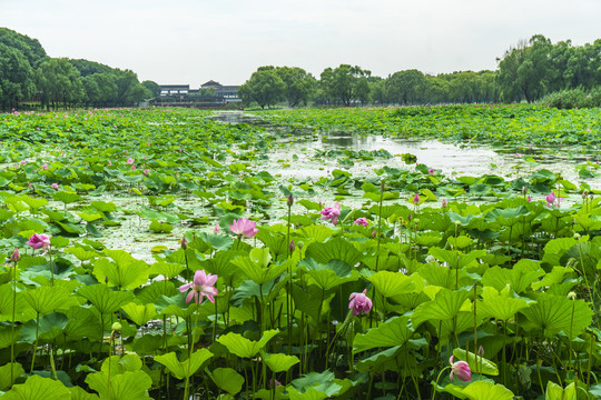 湖北洪湖荷花