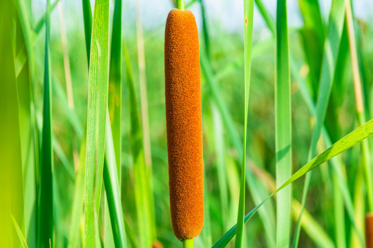 香蒲棒特写