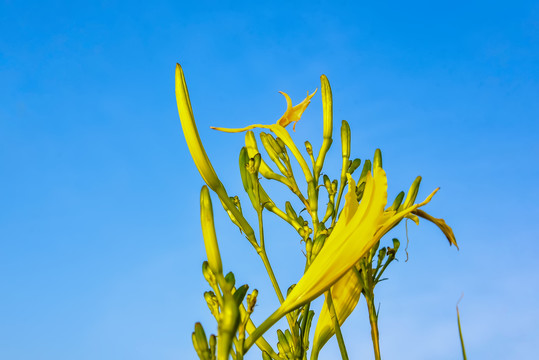 金针菜