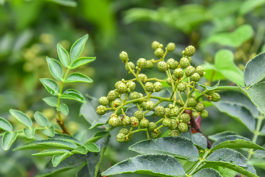 鲜花椒