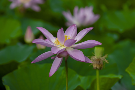 粉色荷花