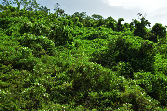 河北石家庄平山县藤龙山风景区