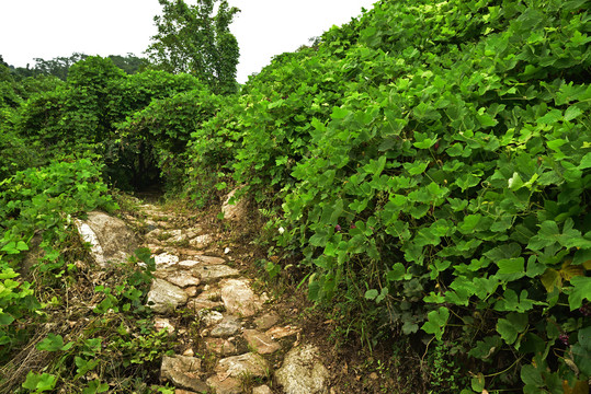 河北石家庄平山县藤龙山景区