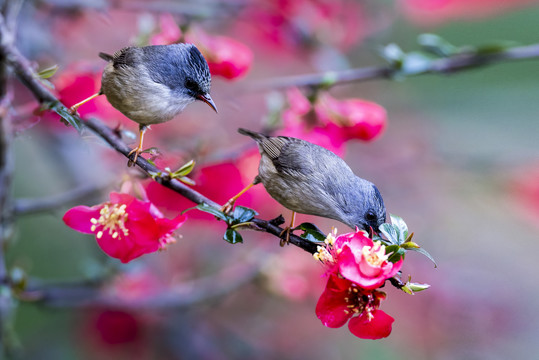 杜鹃花