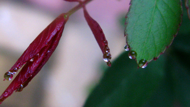 月季花