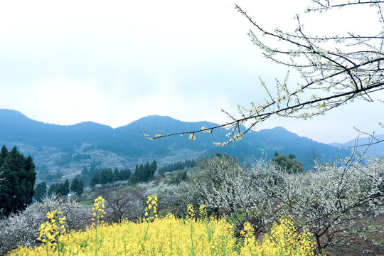 山花烂漫