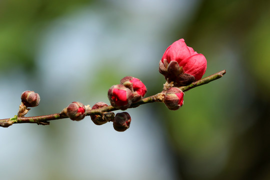 桃花