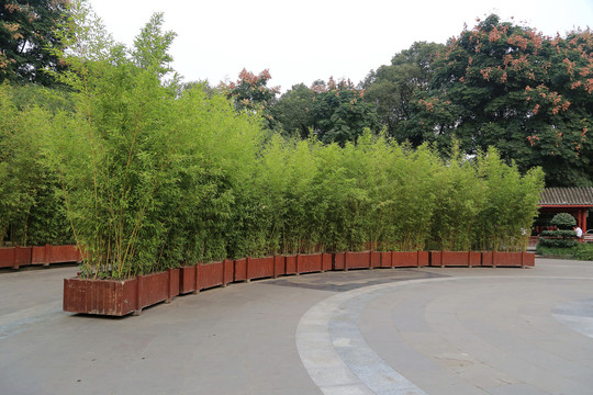 人民公园木盆竹子园林