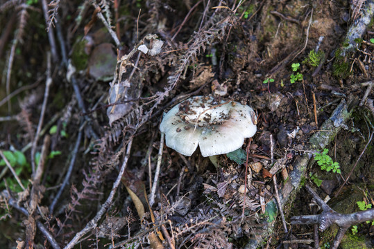 野生菌野山菌