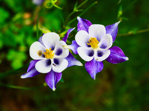 杭州西溪花朝节