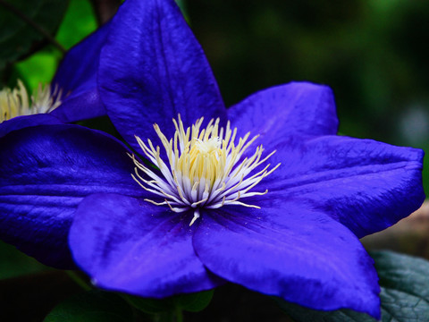 杭州西溪花朝节