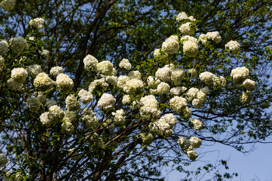 杭州西溪花朝节