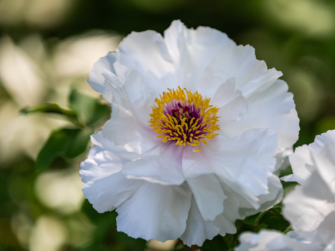 杭州西溪花朝节