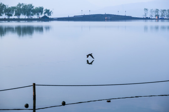 杭州西湖鸳鸯