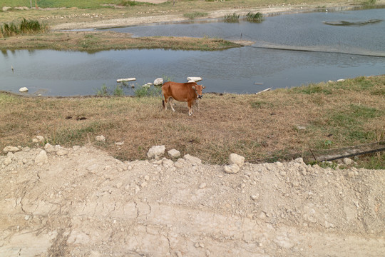 湖泊边的野草地放牧的小牛