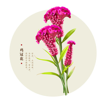 雞冠花