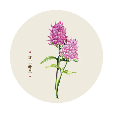 紅三葉草