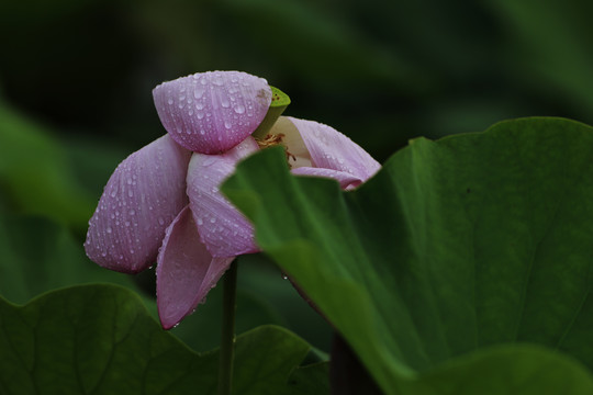 荷花