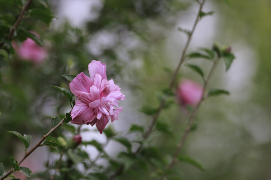 紫薇花